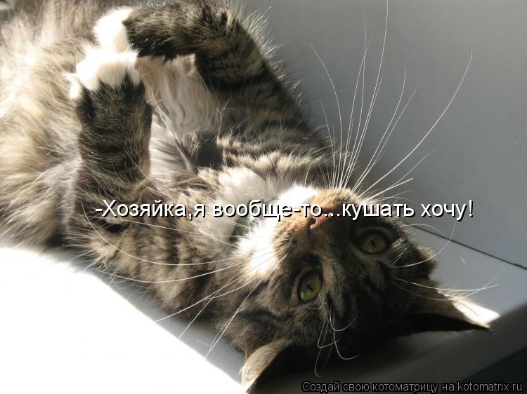 Котоматрица: -Хозяйка,я вообще-то...кушать хочу!