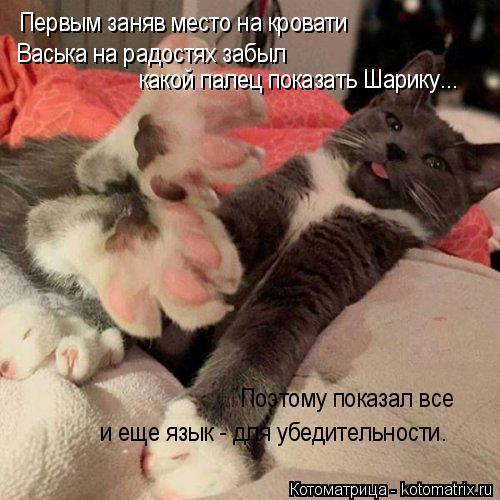 Котоматрица: Первым заняв место на кровати Васька на радостях забыл какой палец показать Шарику... Поэтому показал все и еще язык - для убедительности.