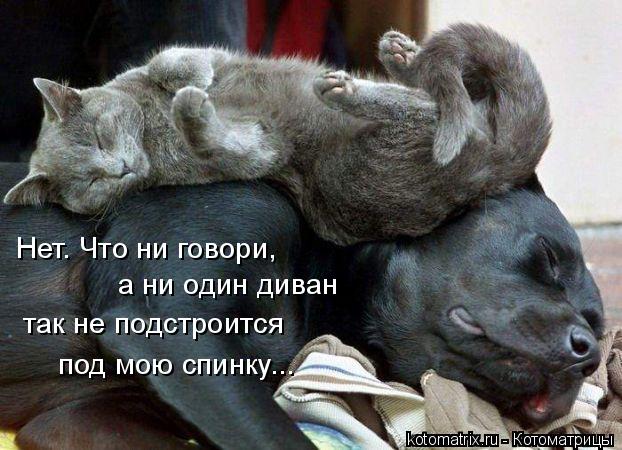 Котоматрица: Нет. Что ни говори, а ни один диван  так не подстроится  под мою спинку...