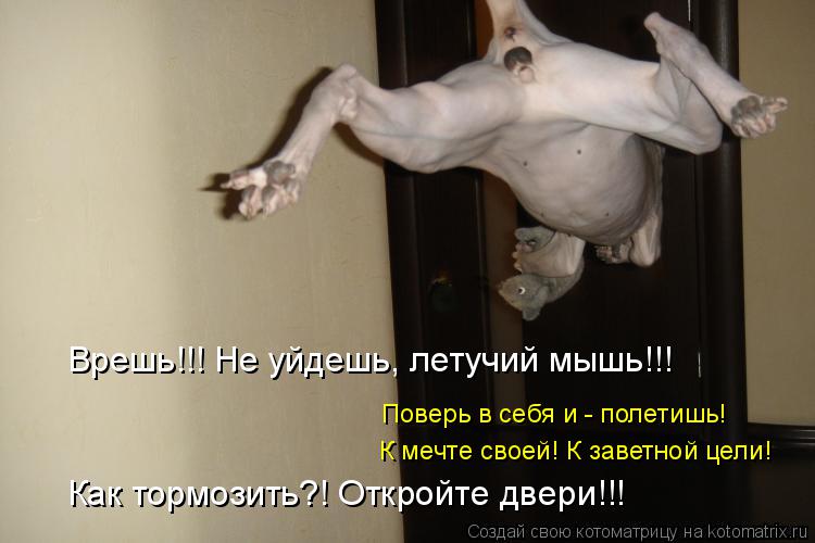 Котоматрица: Врешь!!! Не уйдешь, летучий мышь!!! Поверь в себя и - полетишь! К мечте своей! К заветной цели! Как тормозить?! Откройте двери!!!