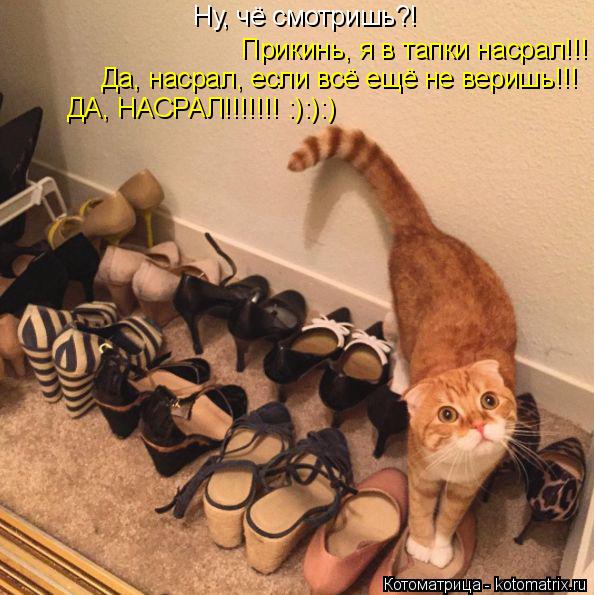 Котоматрица: Ну, чё смотришь?!  Прикинь, я в тапки насрал!!! Да, насрал, если всё ещё не веришь!!! ДА, НАСРАЛ!!!!!!! :):):)