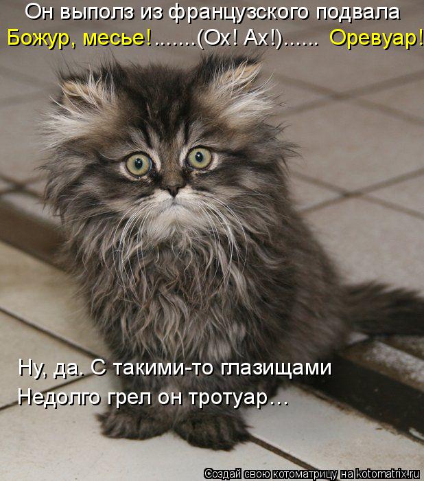Котоматрица: Он выполз из французского подвала Божур, месье!                             Оревуар! .......(Ох! Ах!)......  Ну, да. С такими-то глазищами Недолго грел он тротуар