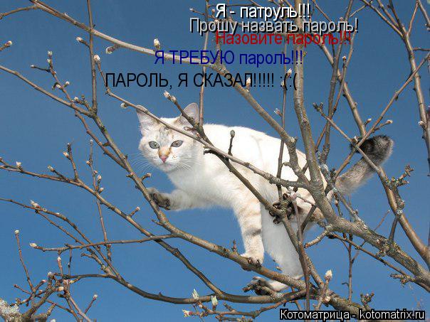 Котоматрица: Я - патруль!!! Прошу назвать пароль! Назовите пароль!!! Я ТРЕБУЮ пароль!!! ПАРОЛЬ, Я СКАЗАЛ!!!!! :(:(