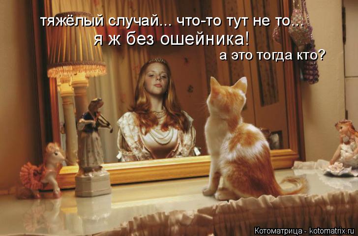 Котоматрица: тяжёлый случай... что-то тут не то... я ж без ошейника!  а это тогда кто?