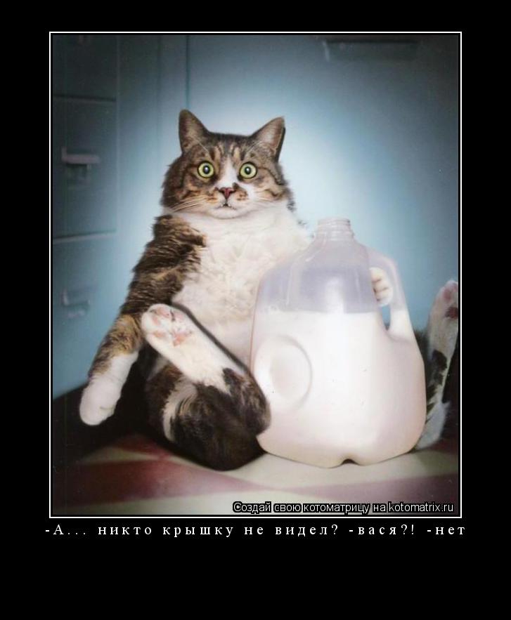 Котоматрица: -А... никто крышку не видел? -вася?! -нет 
