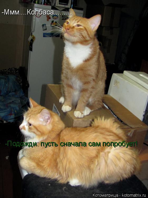 -Ммм....Колбаса......... -Подожди: пусть сначала сам попробует!... Котоматрица: -Ммм....Колбаса......... -Подожди: пусть сначала сам попробует!