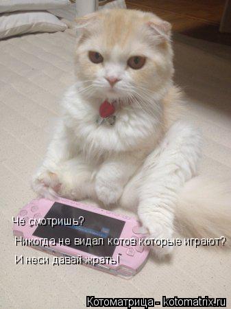 Чё смотришь? И неси давай жрать! Никогда не видал котов которые играют?... Котоматрица: Чё смотришь? И неси давай жрать! Никогда не видал котов которые играют?