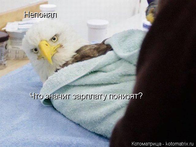 Непонял Что значит зарплату понизят?... Котоматрица: Непонял Что значит зарплату понизят?