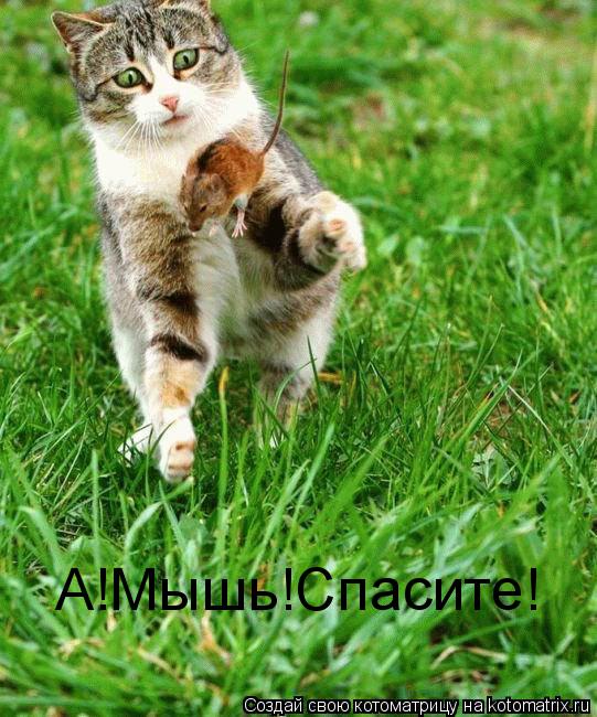 А!Мышь!Спасите!... Котоматрица: А!Мышь!Спасите!