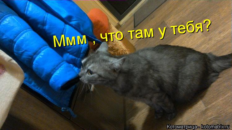 Котоматрица: Ммм , что там у тебя?