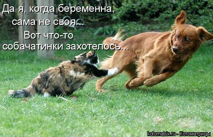 Да я, когда беременна, сама не своя... Вот что-то собачатинки захотелось...... Котоматрица: Да я, когда беременна, сама не своя... Вот что-то собачатинки захотелось...
