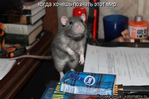 когда хочешь познать этот мир:... Котоматрица: когда хочешь познать этот мир: