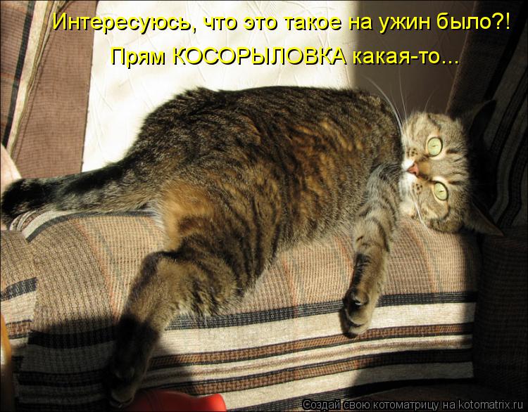 Интересуюсь, что это такое на ужин было?! Прям КОСОРЫЛОВКА какая-то...... Котоматрица: Интересуюсь, что это такое на ужин было?! Прям КОСОРЫЛОВКА какая-то...