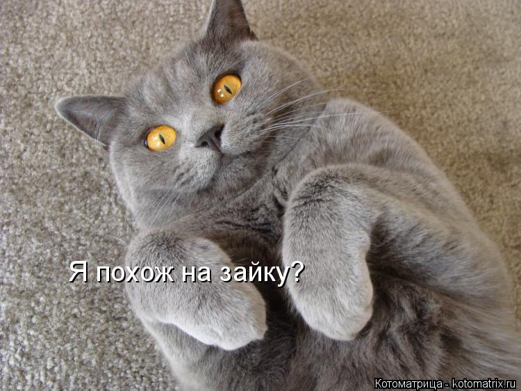 Я похож на зайку?... Котоматрица: Я похож на зайку?