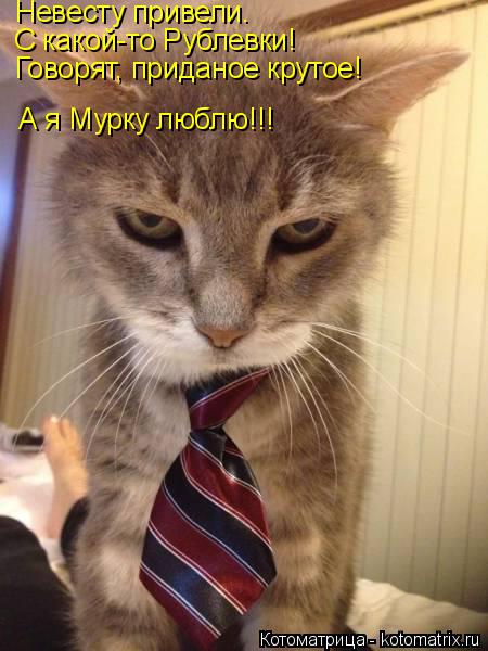 Невесту привели. С какой-то Рублевки! Говорят, приданое крутое! А я Мурку люблю!!!... Котоматрица: Невесту привели. С какой-то Рублевки! Говорят, приданое крутое! А я Мурку люблю!!!