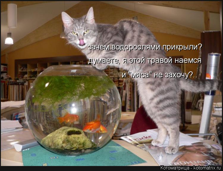 зачем водорослями прикрыли? думаете, я этой травой наемся и "мяса" не захочу?..... Котоматрица: зачем водорослями прикрыли? думаете, я этой травой наемся и "мяса" не захочу?..