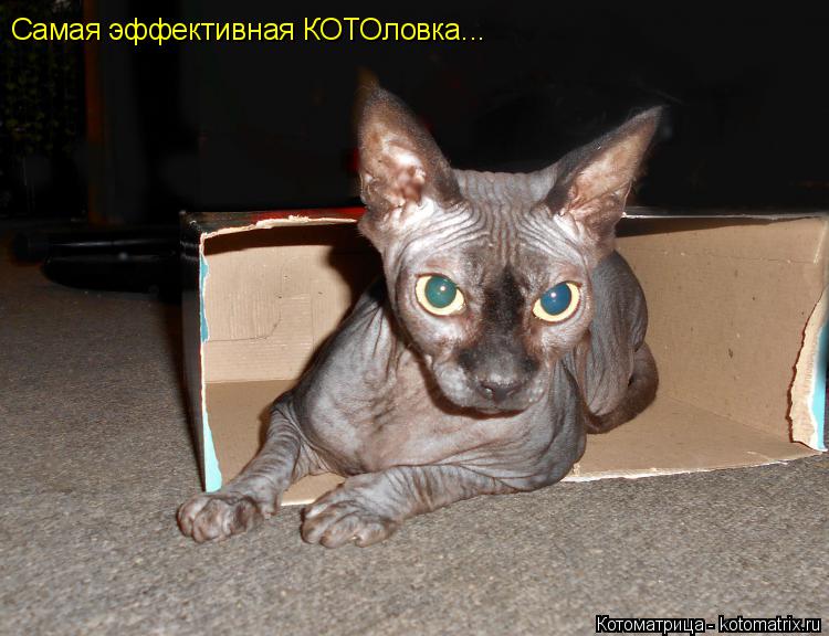 Самая эффективная КОТОловка...... Котоматрица: Самая эффективная КОТОловка...