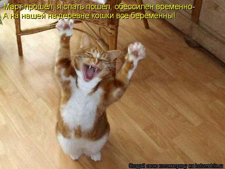 Март прошел, я спать пошел, обессилен временно- А на нашей на деревне кошки все беременны!... Котоматрица: Март прошел, я спать пошел, обессилен временно- А на нашей на деревне кошки все беременны!