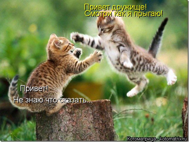 Привет дружище! Смотри как я прыгаю! Привет! Не знаю что сказать...... Котоматрица: Привет дружище! Смотри как я прыгаю! Привет! Не знаю что сказать...
