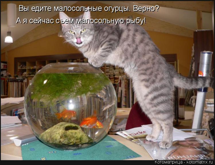 Вы едите малосольные огурцы. Верно? А я сейчас съем малосольную рыбу!... Котоматрица: Вы едите малосольные огурцы. Верно? А я сейчас съем малосольную рыбу!