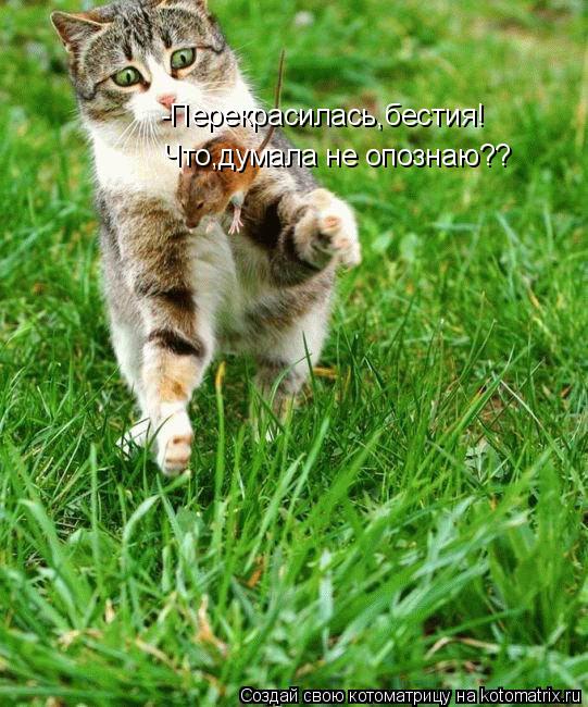 -Перекрасилась,бестия! Что,думала не опознаю??... Котоматрица: -Перекрасилась,бестия! Что,думала не опознаю??