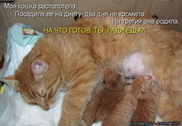 Моя кошка растолстела. Посадила её на диету- два дня не кормила. На третий она родила. НА ЧТО ГОТОВ,... Котоматрица: Моя кошка растолстела. Посадила её на диету- два дня не кормила. На третий она родила. НА ЧТО ГОТОВ, ТЫ, РАДИ ЕДЫ?!