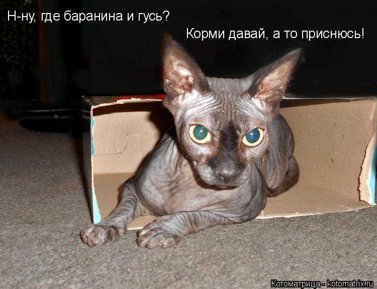 Н-ну, где баранина и гусь? Корми давай, а то приснюсь!... Котоматрица: Н-ну, где баранина и гусь? Корми давай, а то приснюсь!