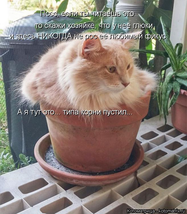 Пссс, если ты читаешь это то скажи хозяйке, что у неё глюки и здесь НИКОГДА не рос её любимый фикус. ... Котоматрица: Пссс, если ты читаешь это то скажи хозяйке, что у неё глюки и здесь НИКОГДА не рос её любимый фикус. А я тут это... типа корни пустил...
