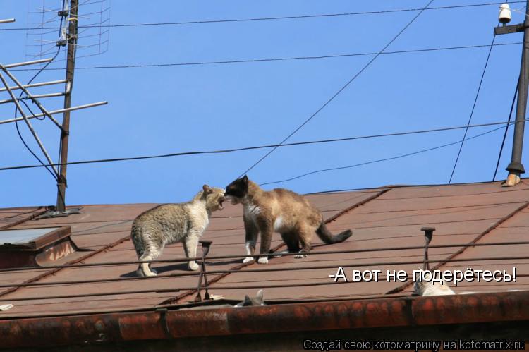 -А вот не подерётесь!... Котоматрица: -А вот не подерётесь!