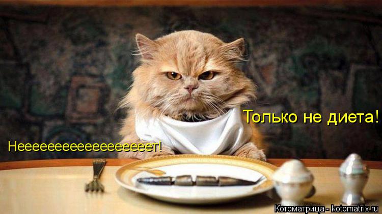 Неееееееееееееееееет! Только не диета!... Котоматрица: Неееееееееееееееееет! Только не диета!