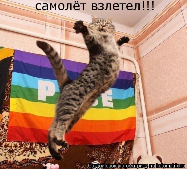 самолёт взлетел!!!... Котоматрица: самолёт взлетел!!!
