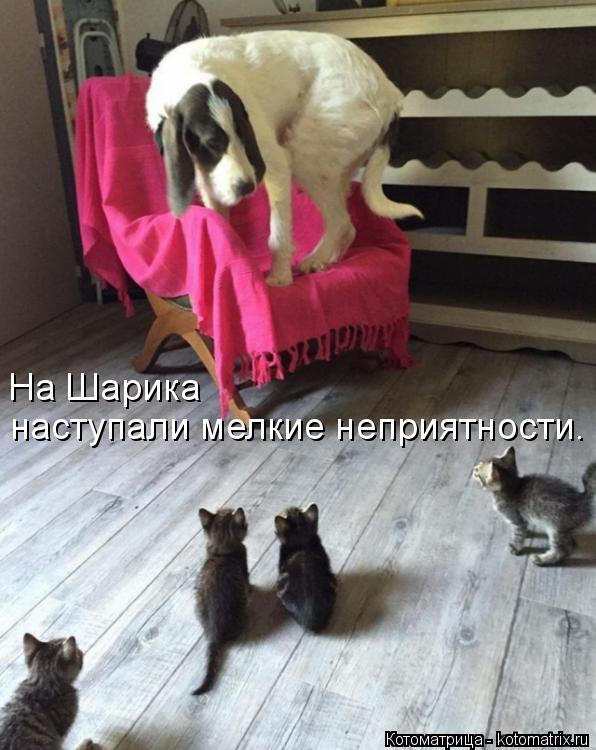 наступали мелкие неприятности. На Шарика... Котоматрица: наступали мелкие неприятности. На Шарика
