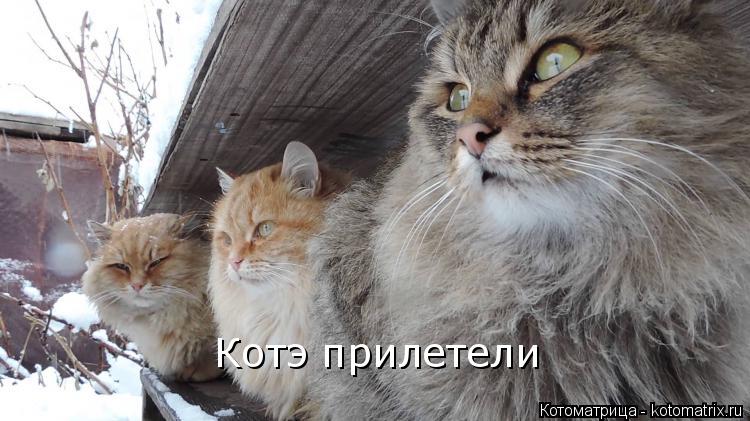Котэ прилетели... Котоматрица: Котэ прилетели