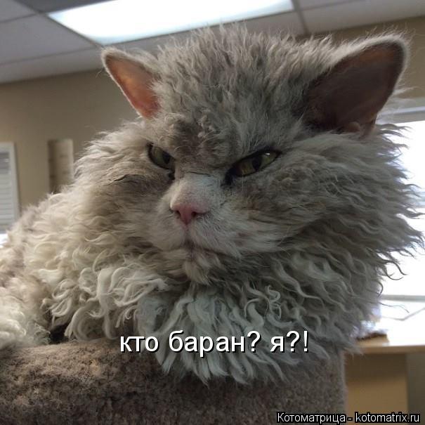 кто баран? я?!... Котоматрица: кто баран? я?!
