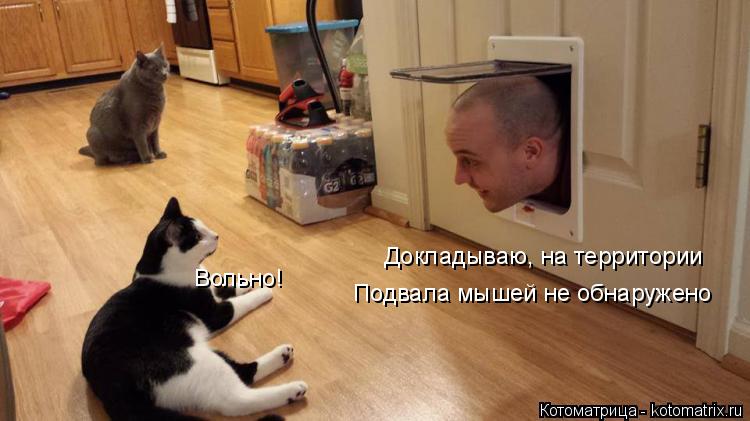Докладываю, на территории Подвала мышей не обнаружено Вольно!... Котоматрица: Докладываю, на территории Подвала мышей не обнаружено Вольно!