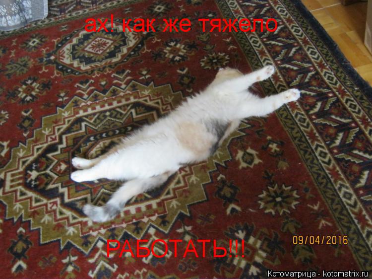 ах! как же тяжело РАБОТАТЬ!!!... Котоматрица: ах! как же тяжело РАБОТАТЬ!!!