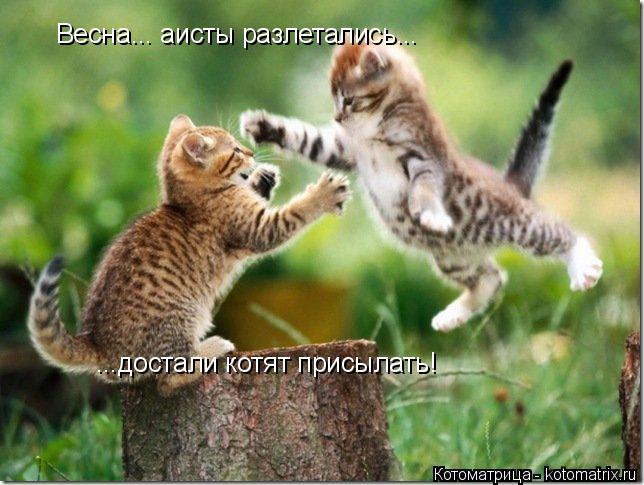 Весна... аисты разлетались... ...достали котят присылать!... Котоматрица: Весна... аисты разлетались... ...достали котят присылать!