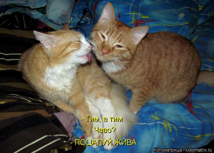 - Тим, а тим - Тим, а тим - Чаво? - ПОЦАЛУЙ ЖИВА... Котоматрица: - Тим, а тим - Тим, а тим - Чаво? - ПОЦАЛУЙ ЖИВА
