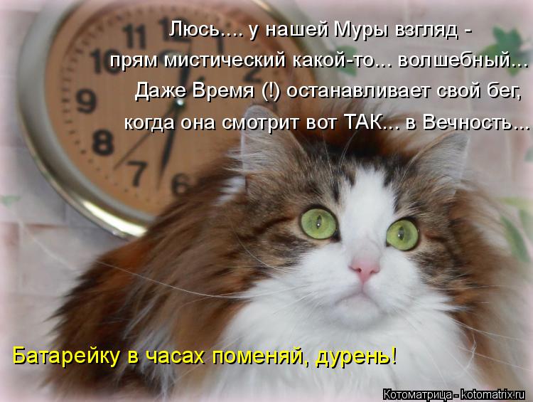 Люсь.... у нашей Муры взгляд - прям мистический какой-то... волшебный... Даже Время (!) останавливае... Котоматрица: Люсь.... у нашей Муры взгляд - прям мистический какой-то... волшебный... Даже Время (!) останавливает свой бег, когда она смотрит вот ТАК... в Вечн
