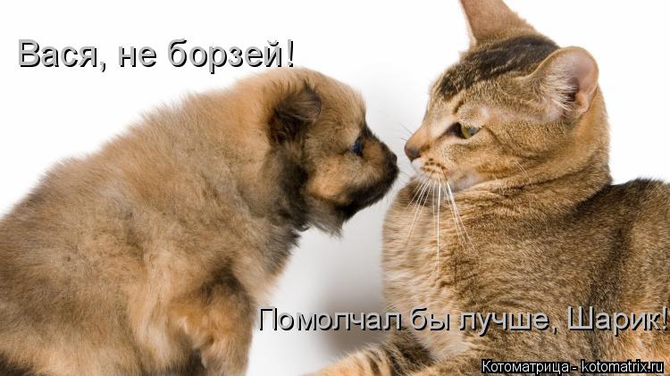 Вася, не борзей! Помолчал бы лучше, Шарик!... Котоматрица: Вася, не борзей! Помолчал бы лучше, Шарик!