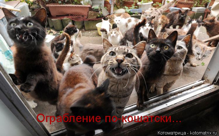 Ограбление по-кошатски...... Котоматрица: Ограбление по-кошатски...