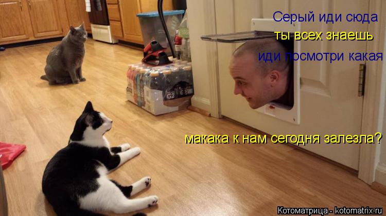 Серый иди сюда ты всех знаешь иди посмотри какая макака к нам сегодня залезла?... Котоматрица: Серый иди сюда ты всех знаешь иди посмотри какая макака к нам сегодня залезла?