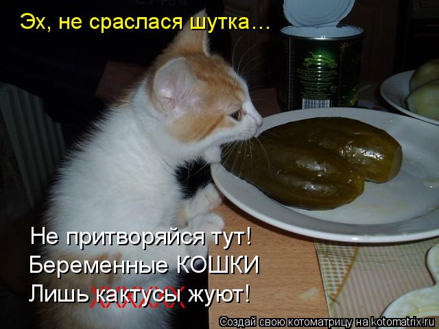 Эх, не сраслася шутка… Не притворяйся тут! Беременные КОШКИ ХХХХХХ Лишь кактусы жуют!... Котоматрица: Эх, не сраслася шутка… Не притворяйся тут! Беременные КОШКИ ХХХХХХ Лишь кактусы жуют!