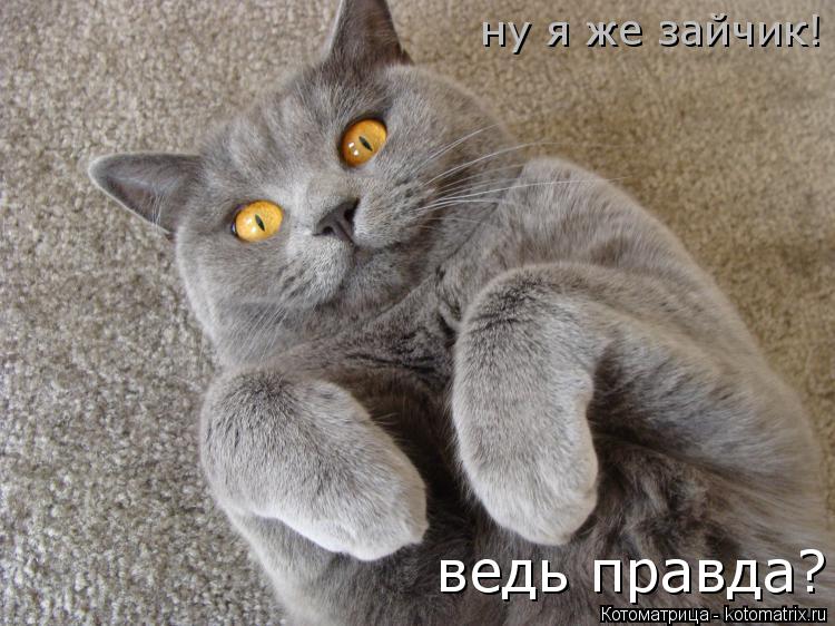 ну я же зайчик! ведь правда?... Котоматрица: ну я же зайчик! ведь правда?