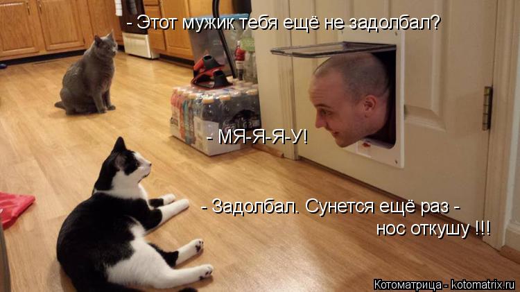 - Этот мужик тебя ещё не задолбал? - Задолбал. Сунется ещё раз - нос откушу !!! - МЯ-Я-Я-У!... Котоматрица: - Этот мужик тебя ещё не задолбал? - Задолбал. Сунется ещё раз - нос откушу !!! - МЯ-Я-Я-У!