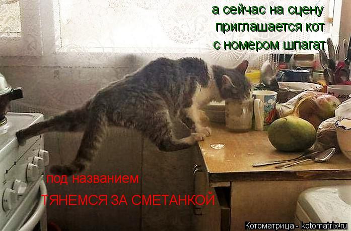 а сейчас на сцену приглашается кот с номером шпагат под названием ТЯНЕМСЯ ЗА СМЕТАНКОЙ... Котоматрица: а сейчас на сцену приглашается кот с номером шпагат под названием ТЯНЕМСЯ ЗА СМЕТАНКОЙ