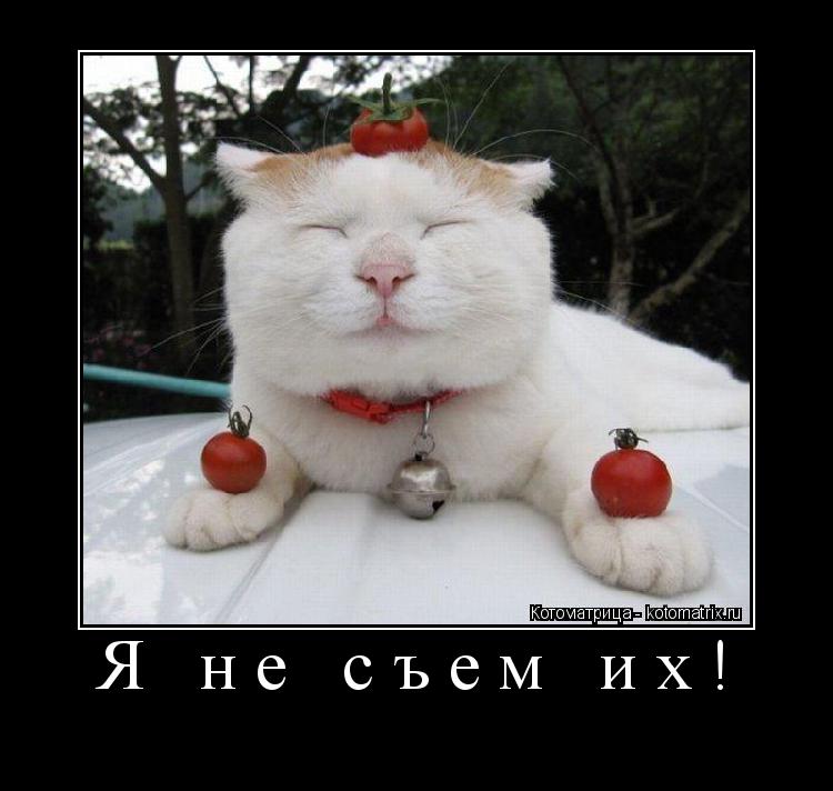 Котоматрица: Я не съем их! 