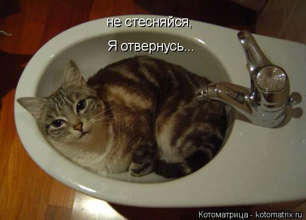 Котоматрица: не стесняйся, Я отвернусь...