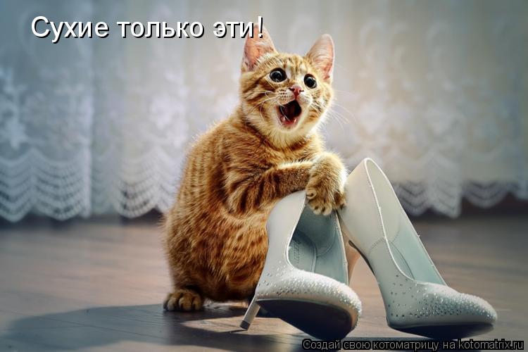 Котоматрица: Сухие только эти!