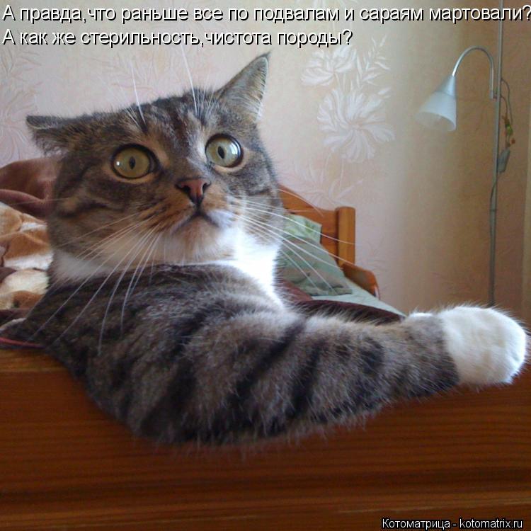 Котоматрица: А правда,что раньше все по подвалам и сараям мартовали? А как же стерильность,чистота породы?
